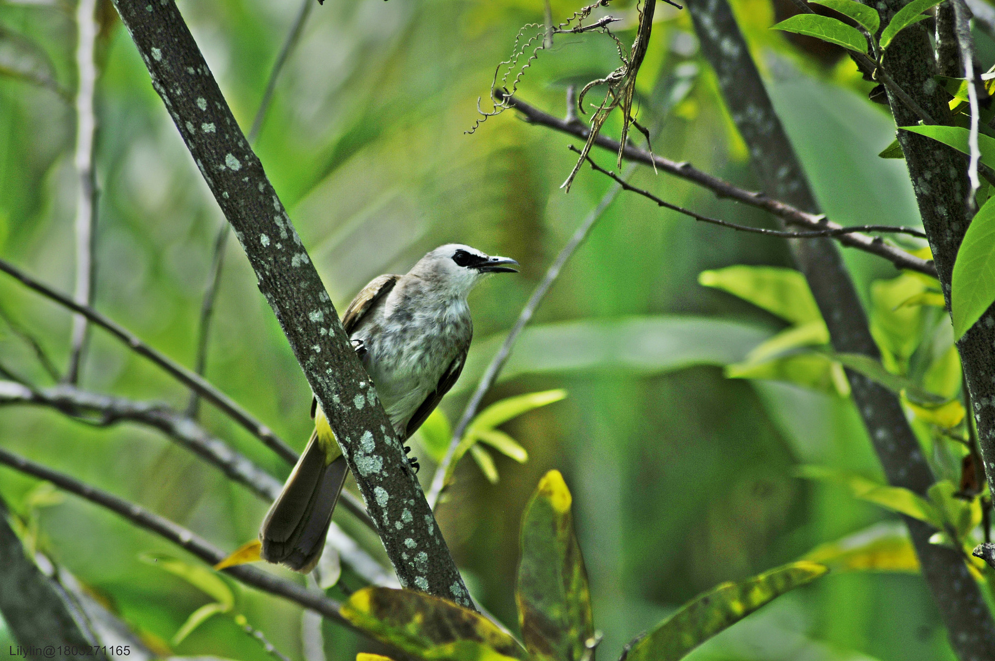 Nikon D300 + Nikon AF Nikkor 70-300mm F4-5.6G sample photo. Picnonotus goaivier photography