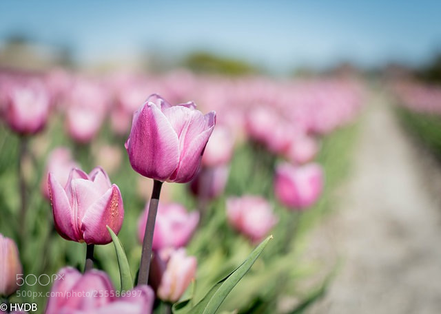 Nikon D5500 sample photo. Tulpen
 photography