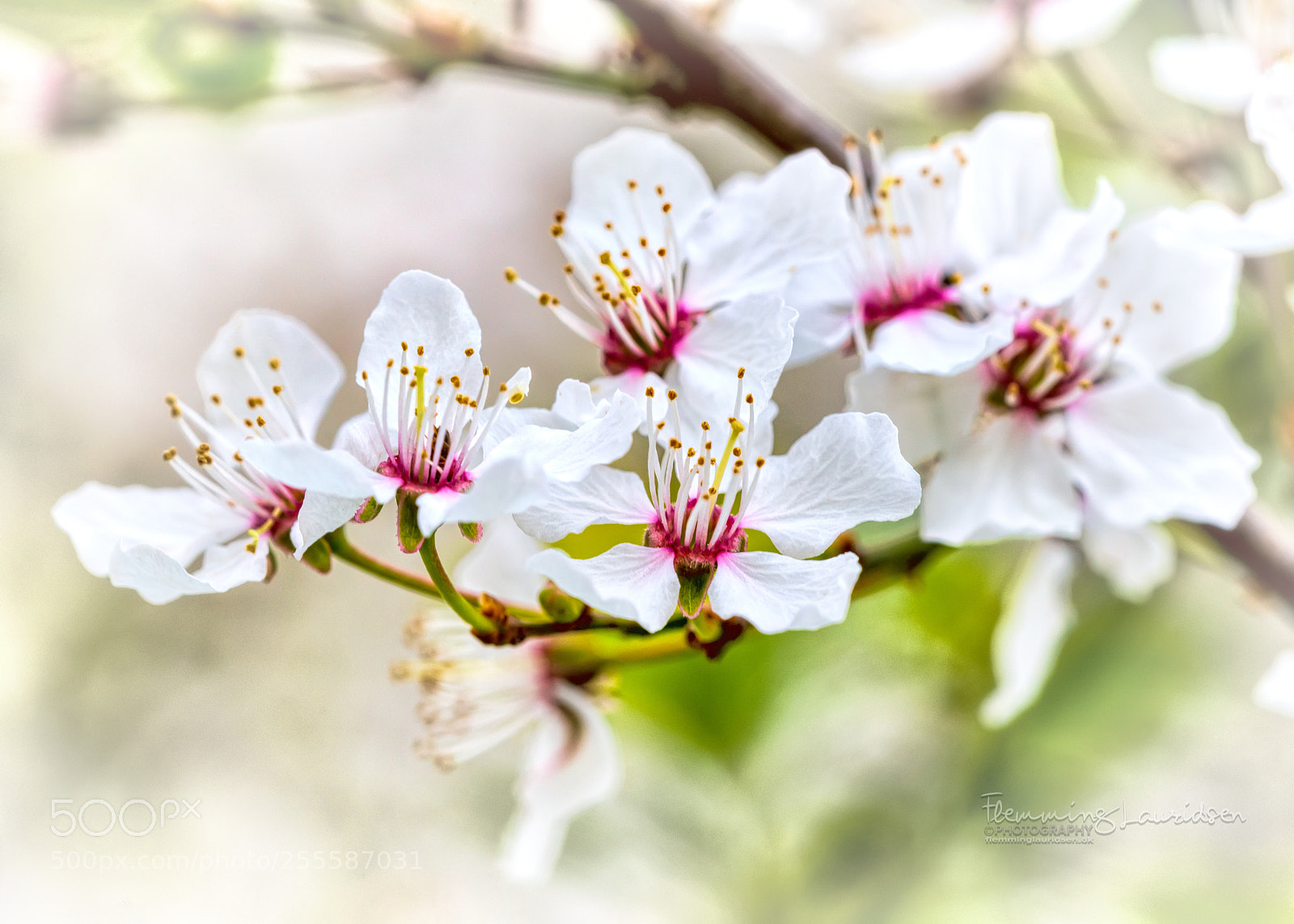 Nikon D800 sample photo. Spring photography