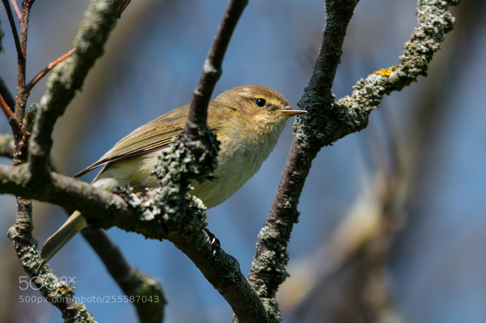 Nikon D5300 sample photo. Spring bird 2 photography