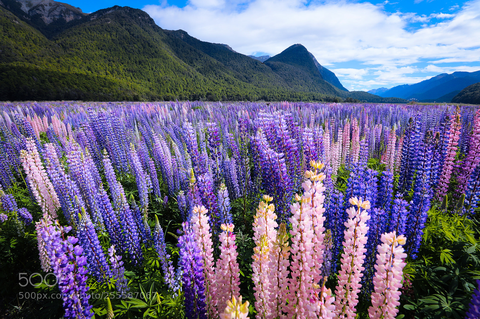 Canon EOS 5D Mark IV sample photo. Lupins photography