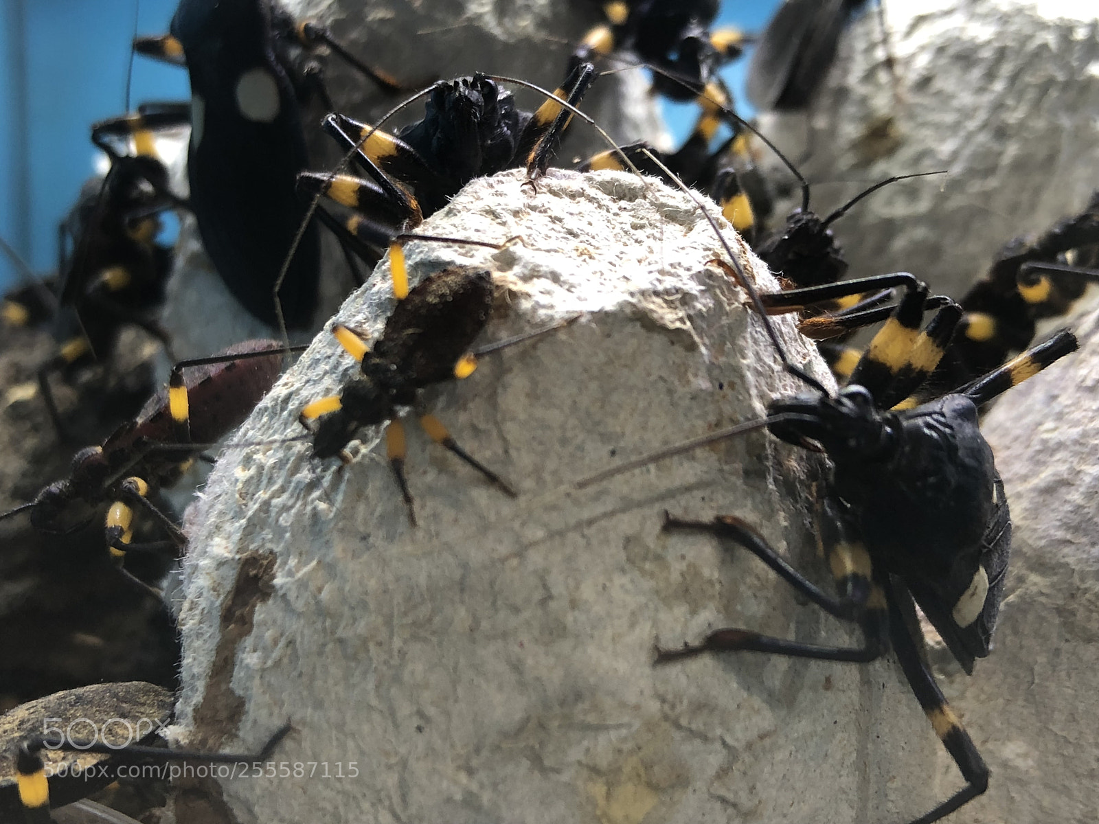 Apple iPhone X sample photo. Assassin bug photography
