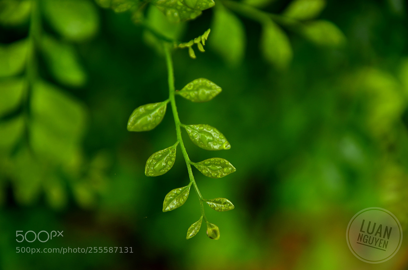 Nikon D7000 sample photo. Green leaves 1 photography