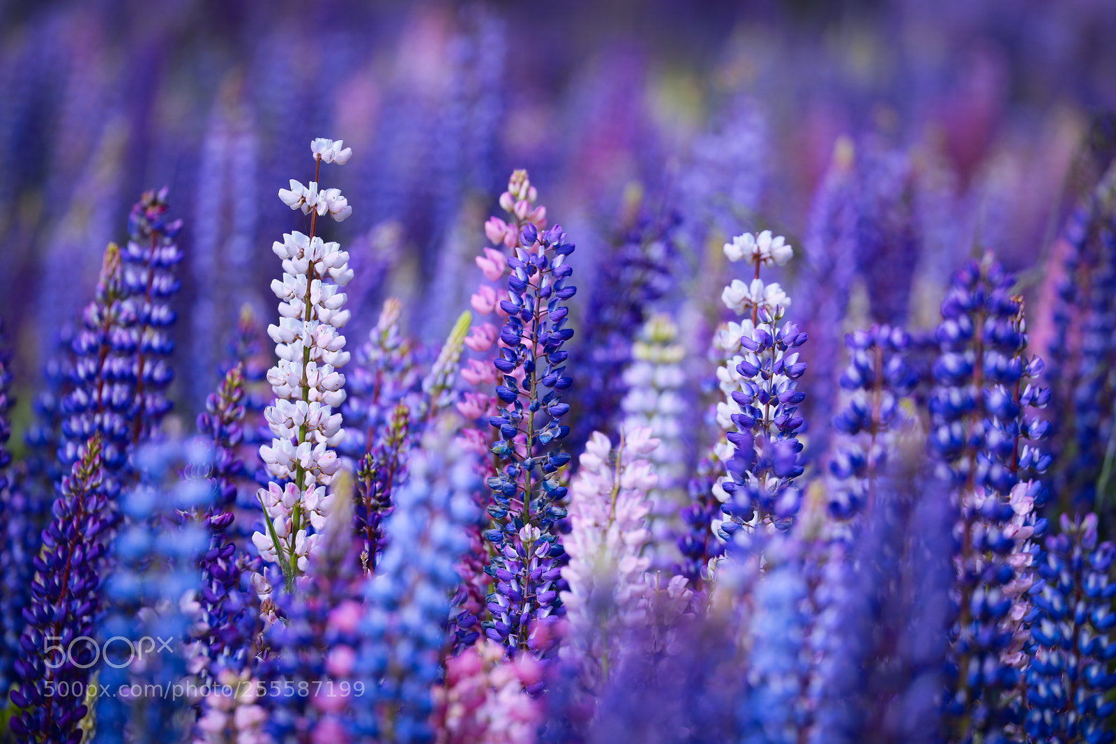 Canon EOS 5D Mark IV sample photo. Lupins photography