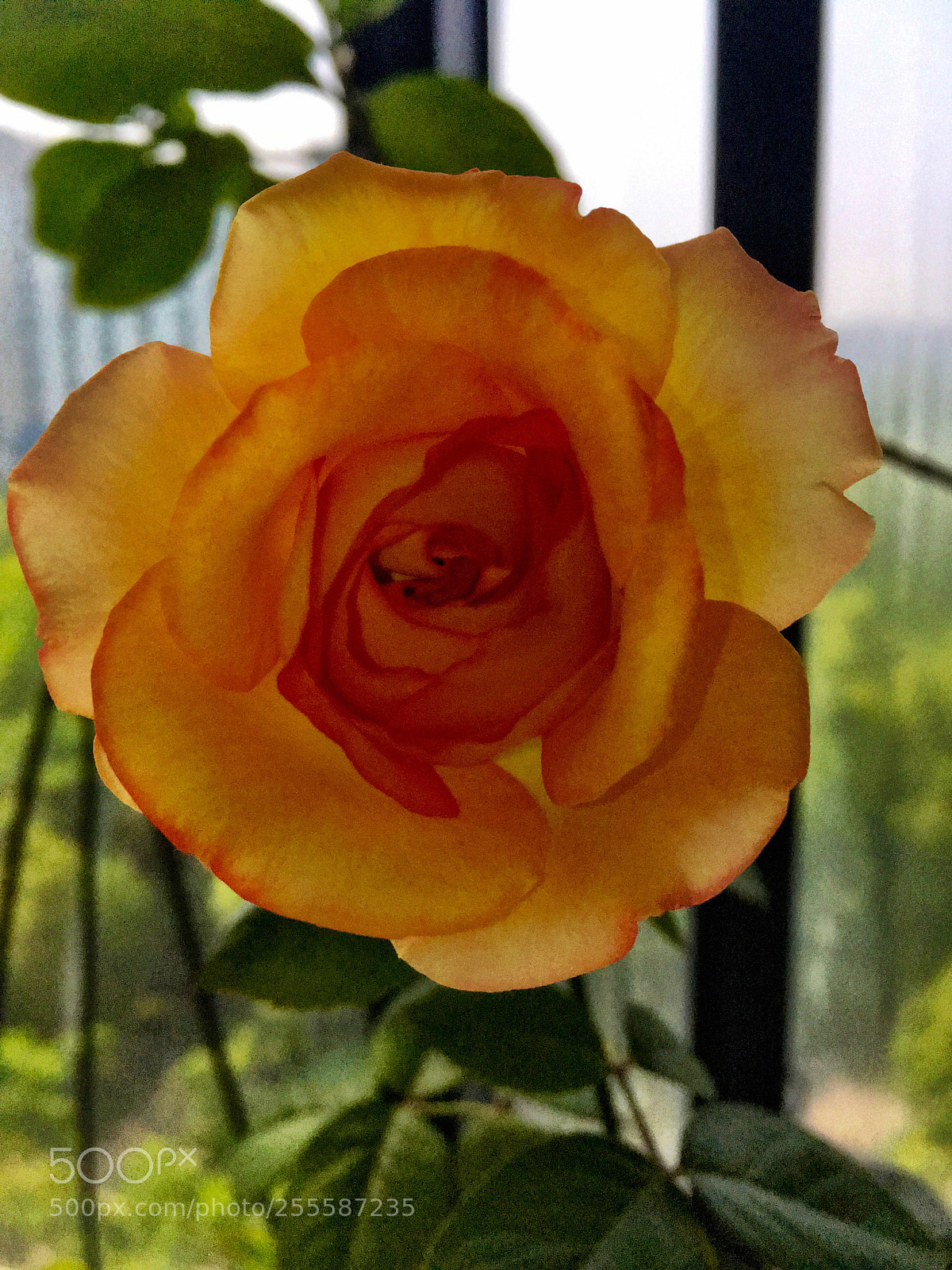 Apple iPhone SE sample photo. Chinese rose ii photography