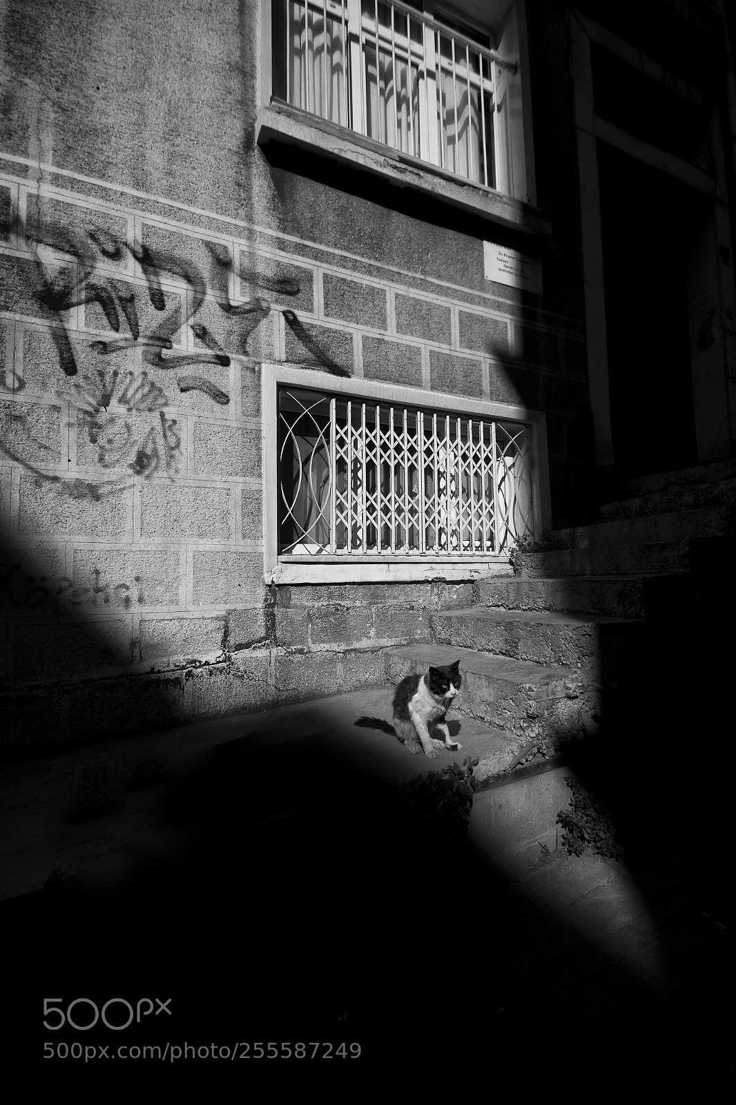 Canon EOS 7D sample photo. Just a simple cat photography