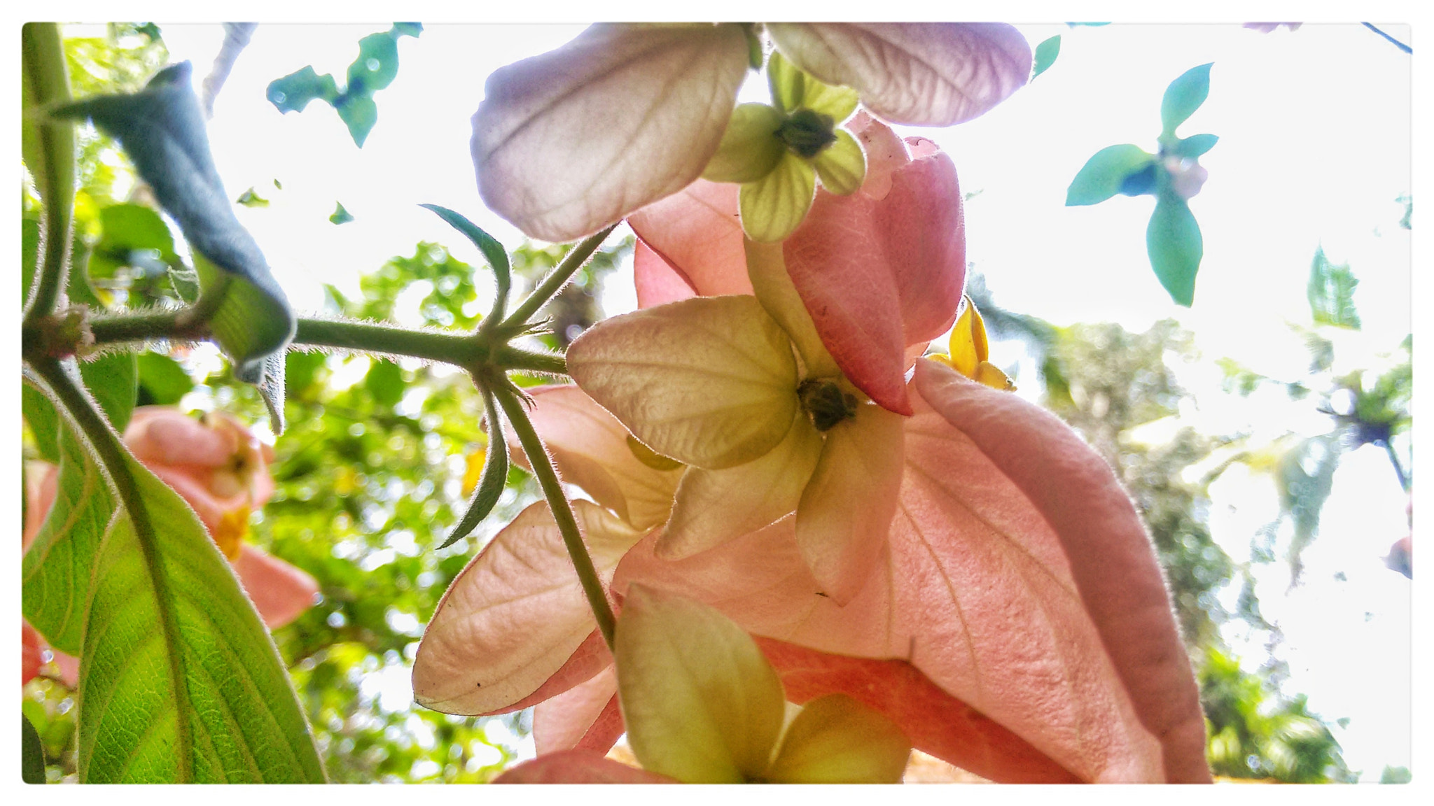 Motorola Moto G (2nd Gen) sample photo. Flower photography