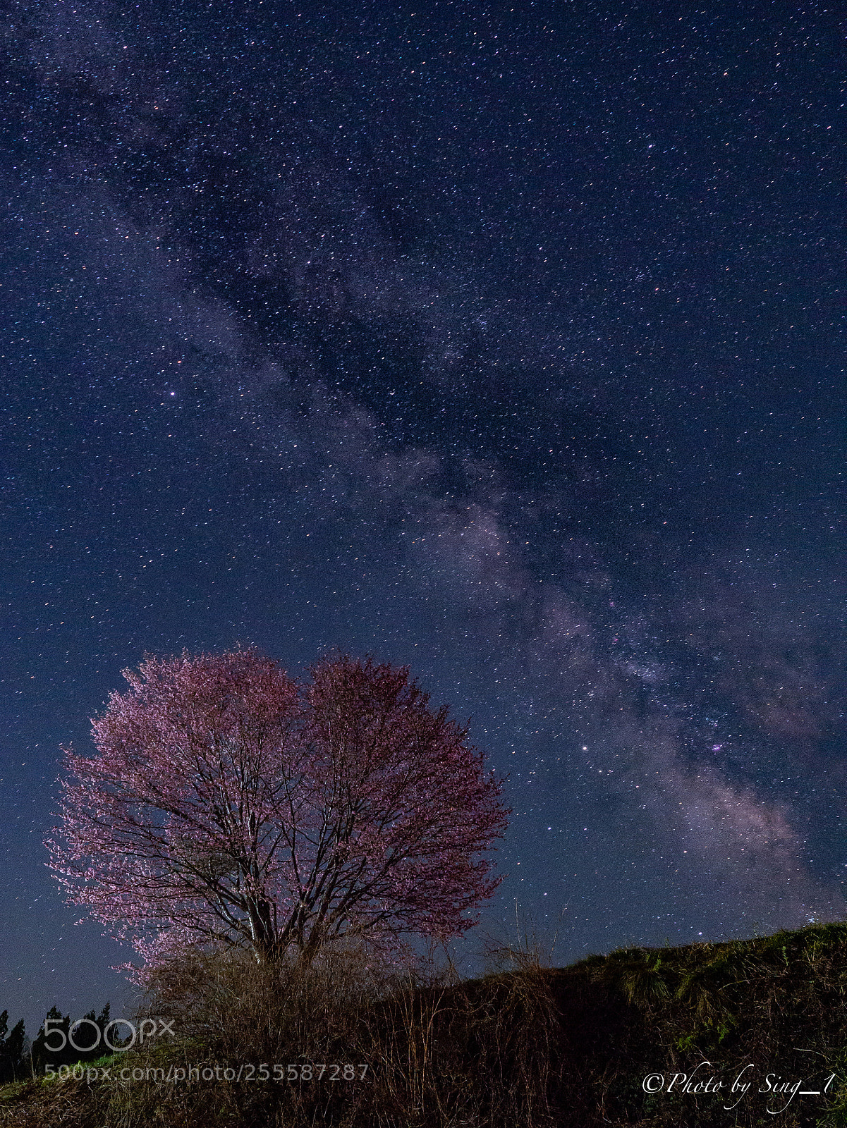 Olympus OM-D E-M10 sample photo. Cherry blossom and milky photography