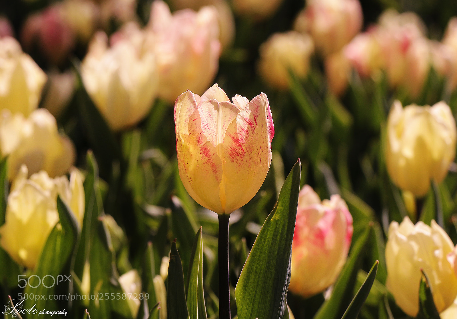 Canon EOS 700D (EOS Rebel T5i / EOS Kiss X7i) sample photo. Tulips photography