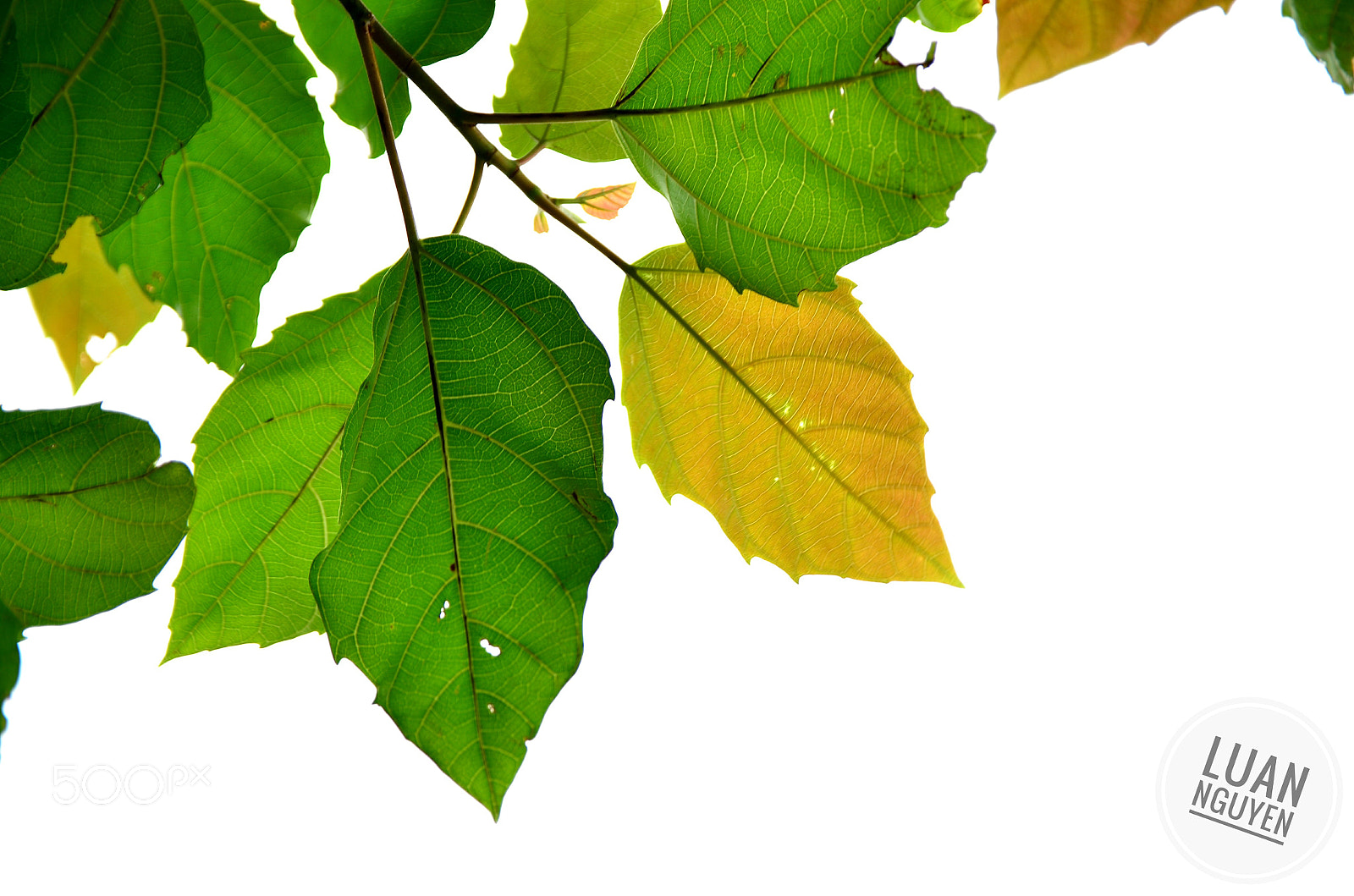 Nikon D7000 sample photo. Leaves photography