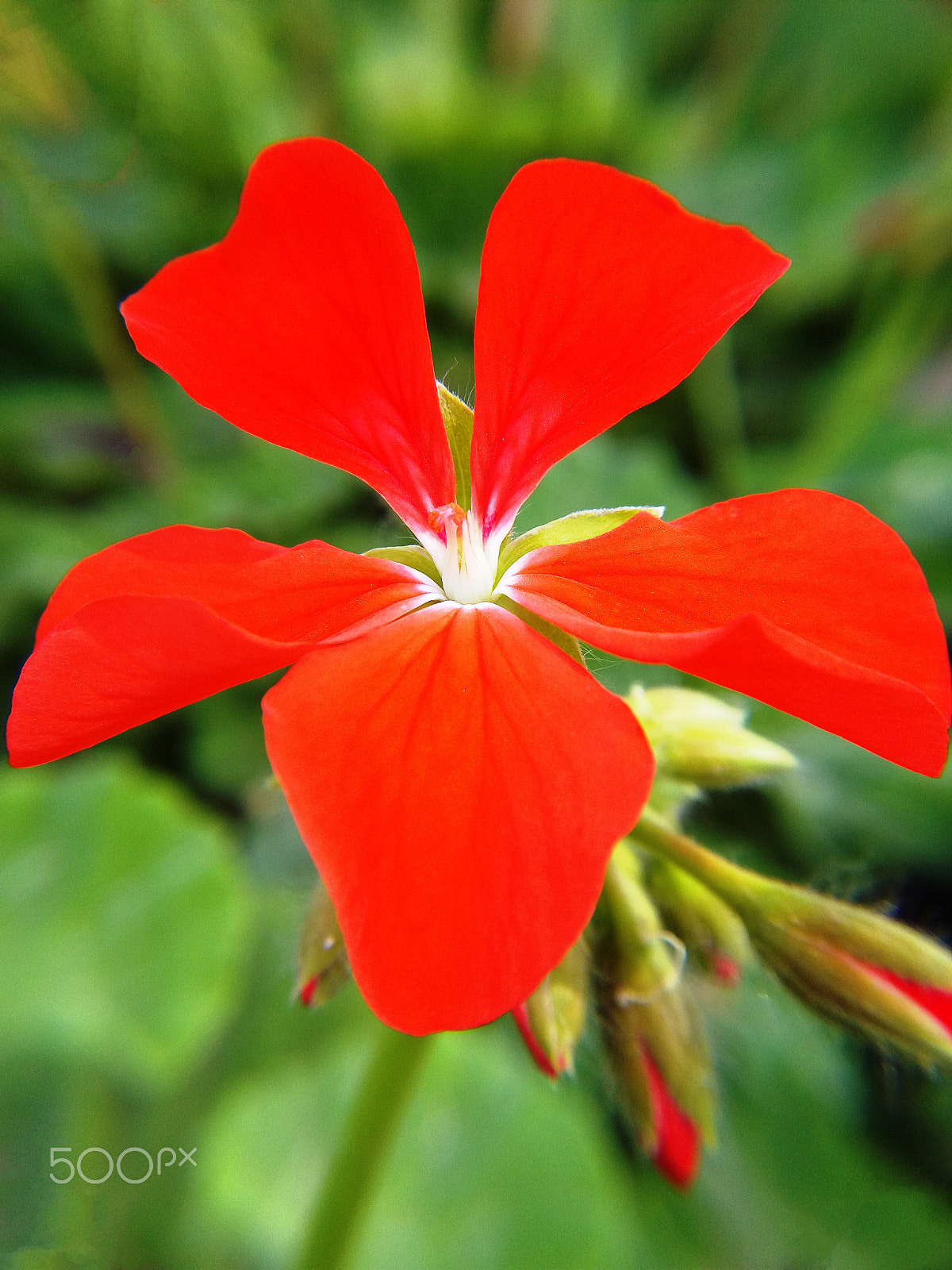 Samsung Galaxy A9 Pro sample photo. Red geraniums photography