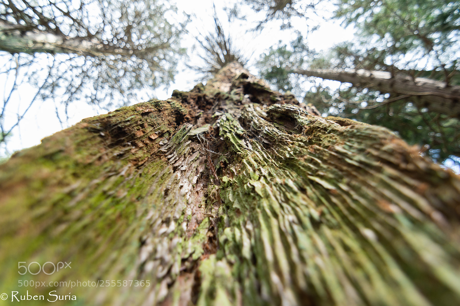 Nikon D500 sample photo. Arboretum photography