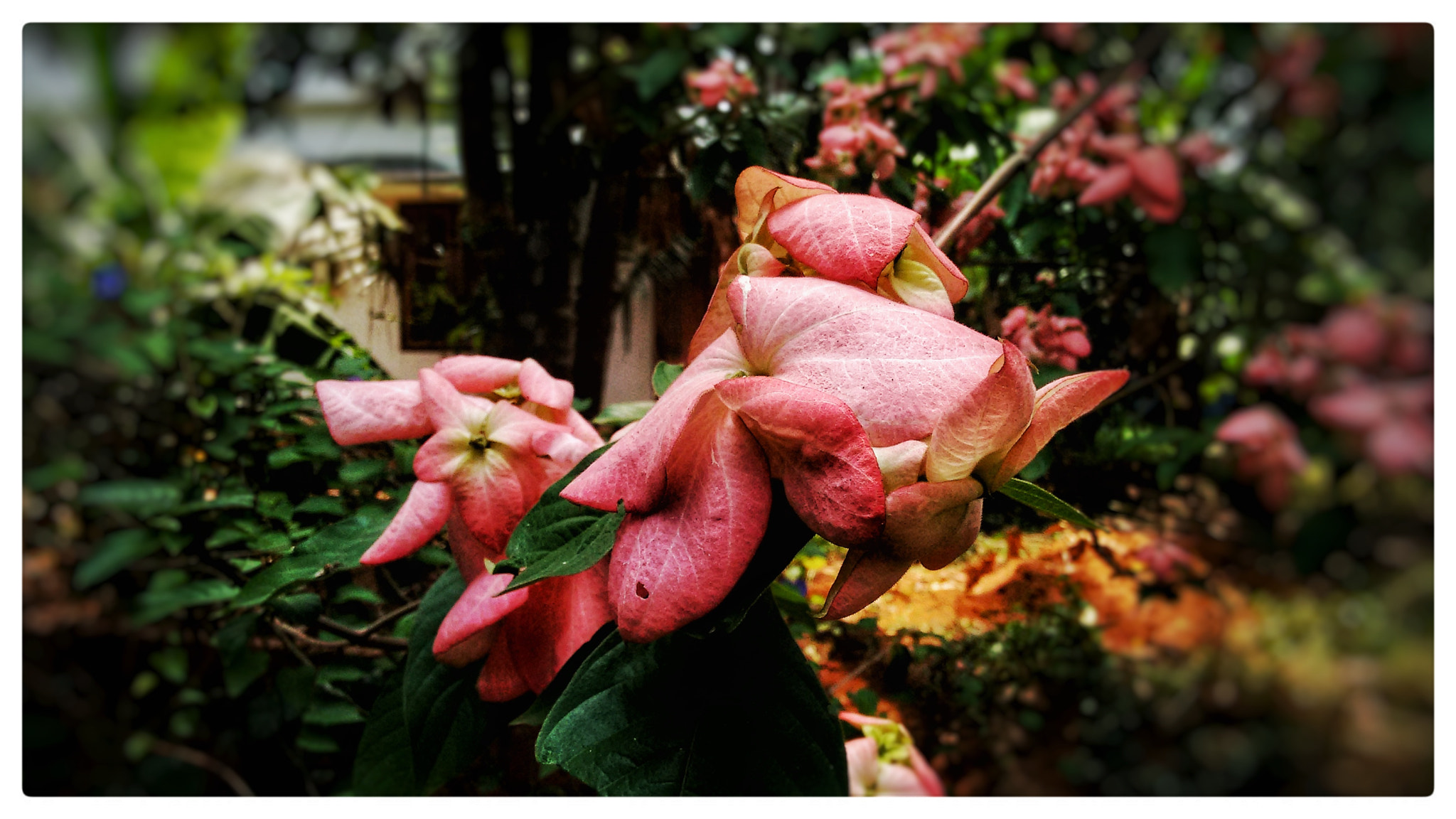 Motorola Moto G (2nd Gen) sample photo. Flowers photography
