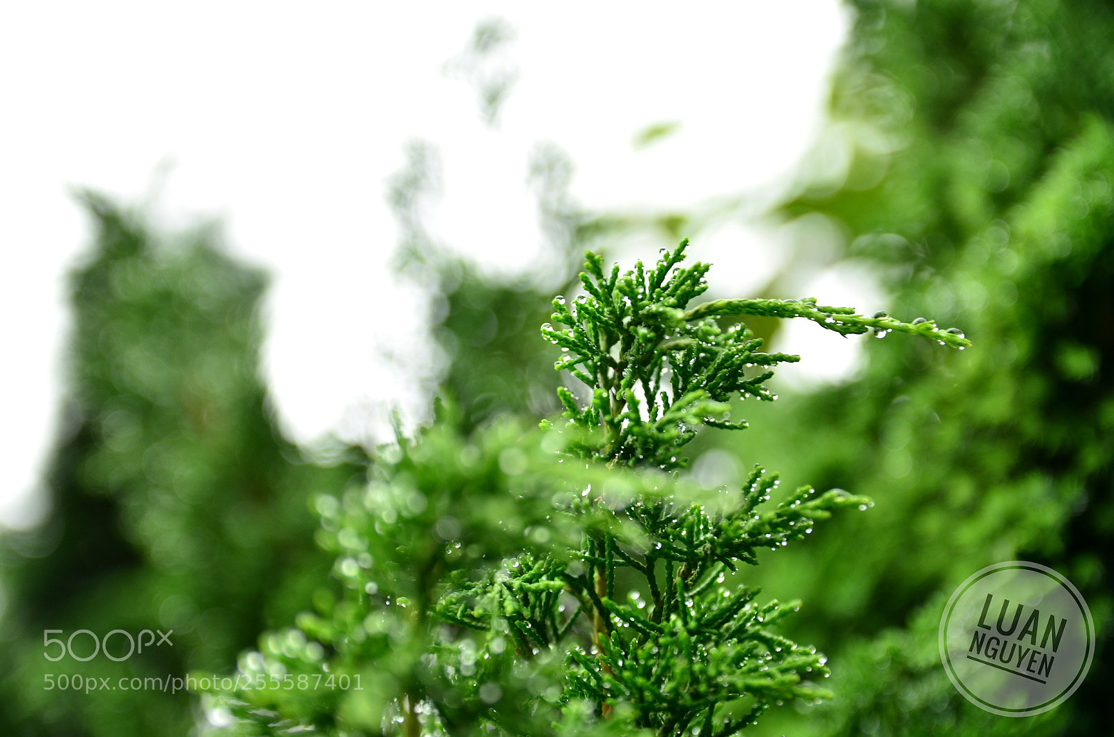 Nikon D7000 sample photo. Treetop photography