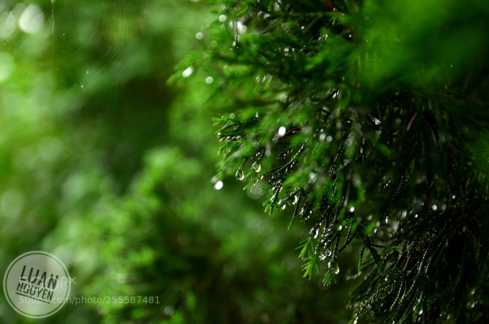 Nikon D7000 sample photo. After rain photography