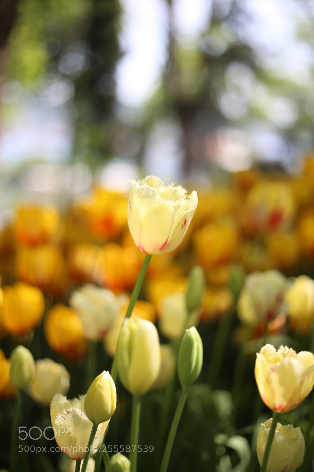Canon EOS 6D sample photo. Untitled photography