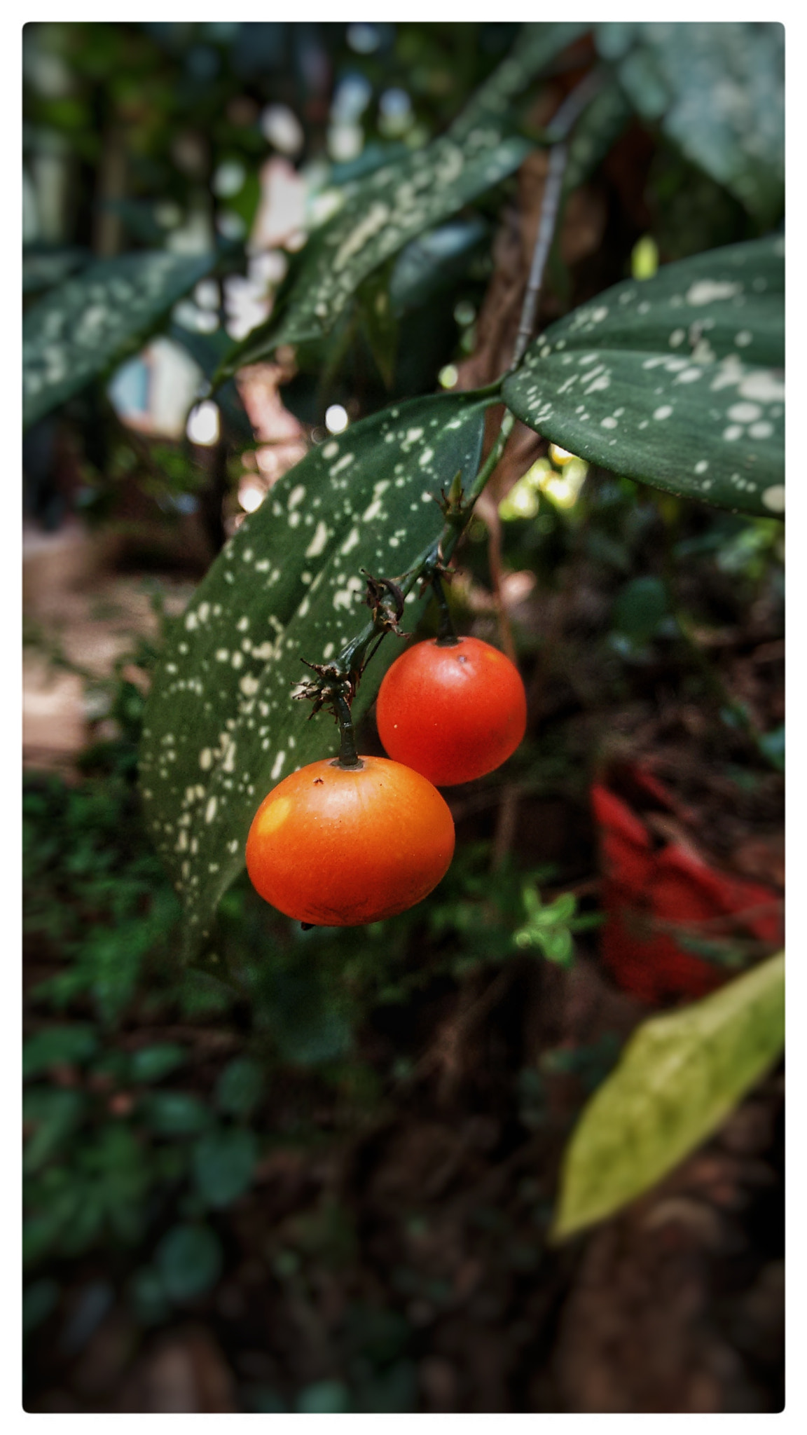 Motorola Moto G (2nd Gen) sample photo. Flower seed photography