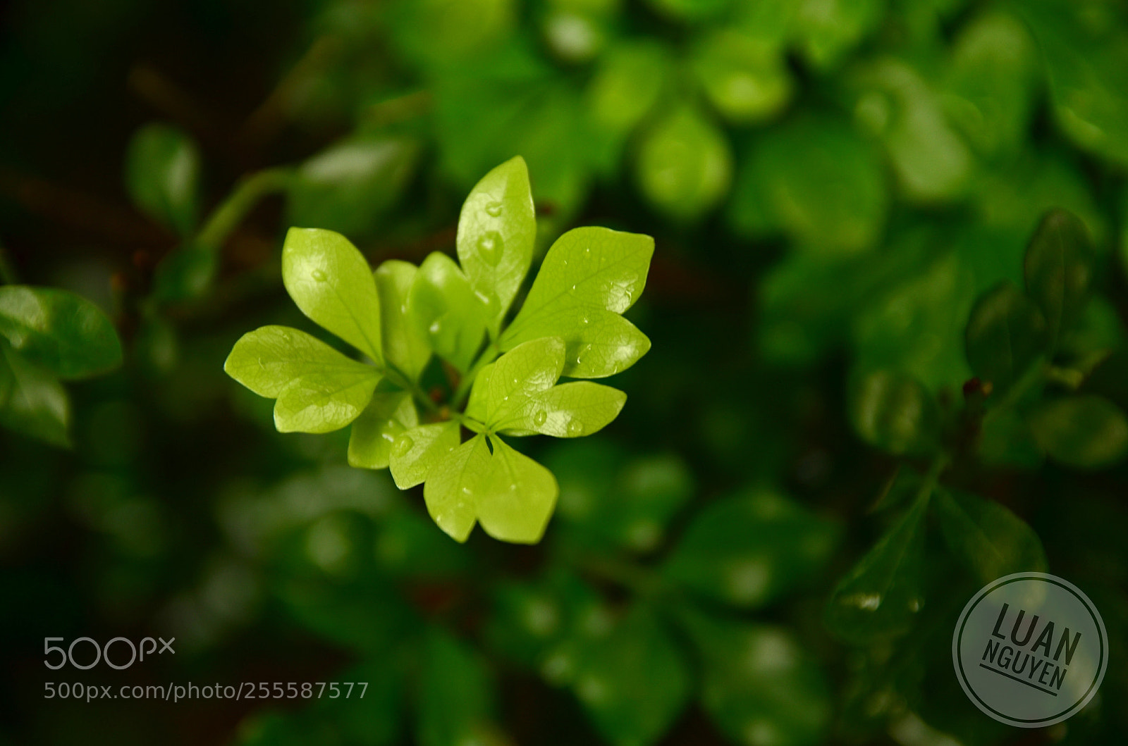 Nikon D7000 sample photo. Green leaves 2 photography