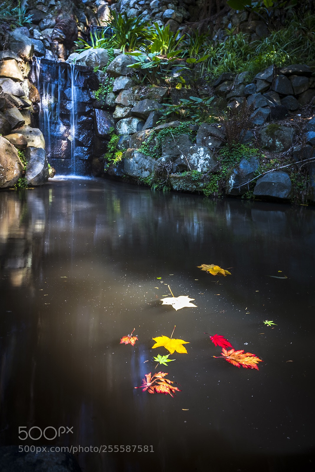 Nikon D810 sample photo. Autumn pond  photography