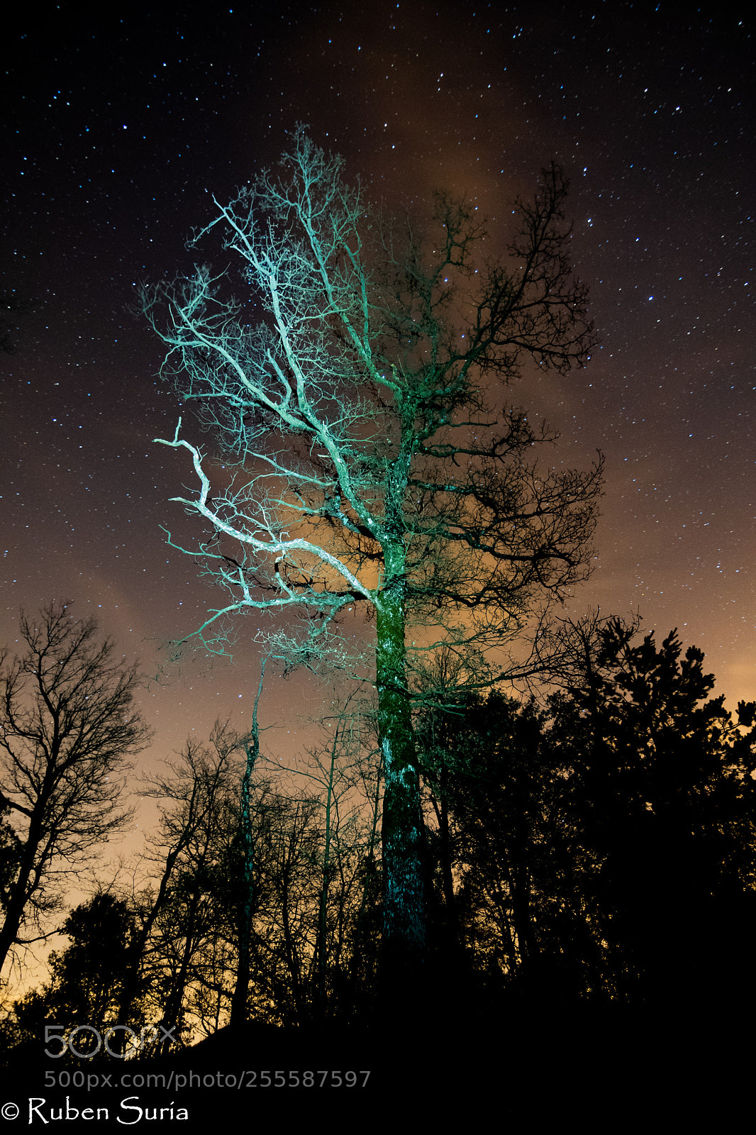 Nikon D500 sample photo. Cabanes als arbres photography