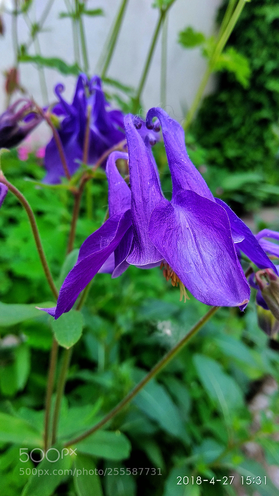 Xiaomi Redmi Note 4 sample photo. Untitled photography