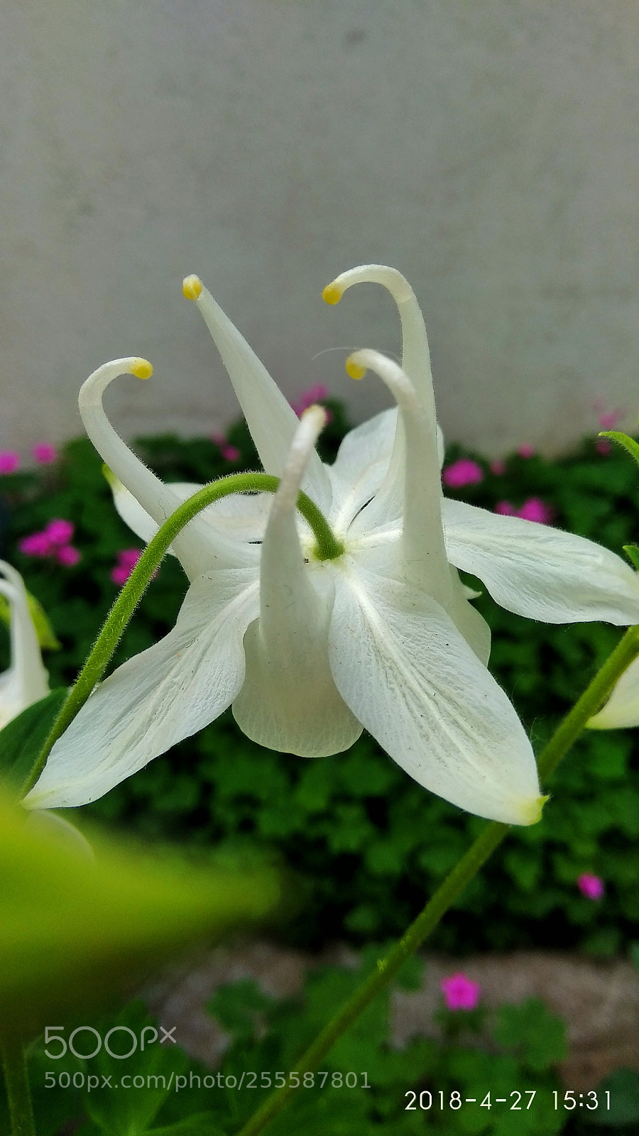 Xiaomi Redmi Note 4 sample photo. Untitled photography