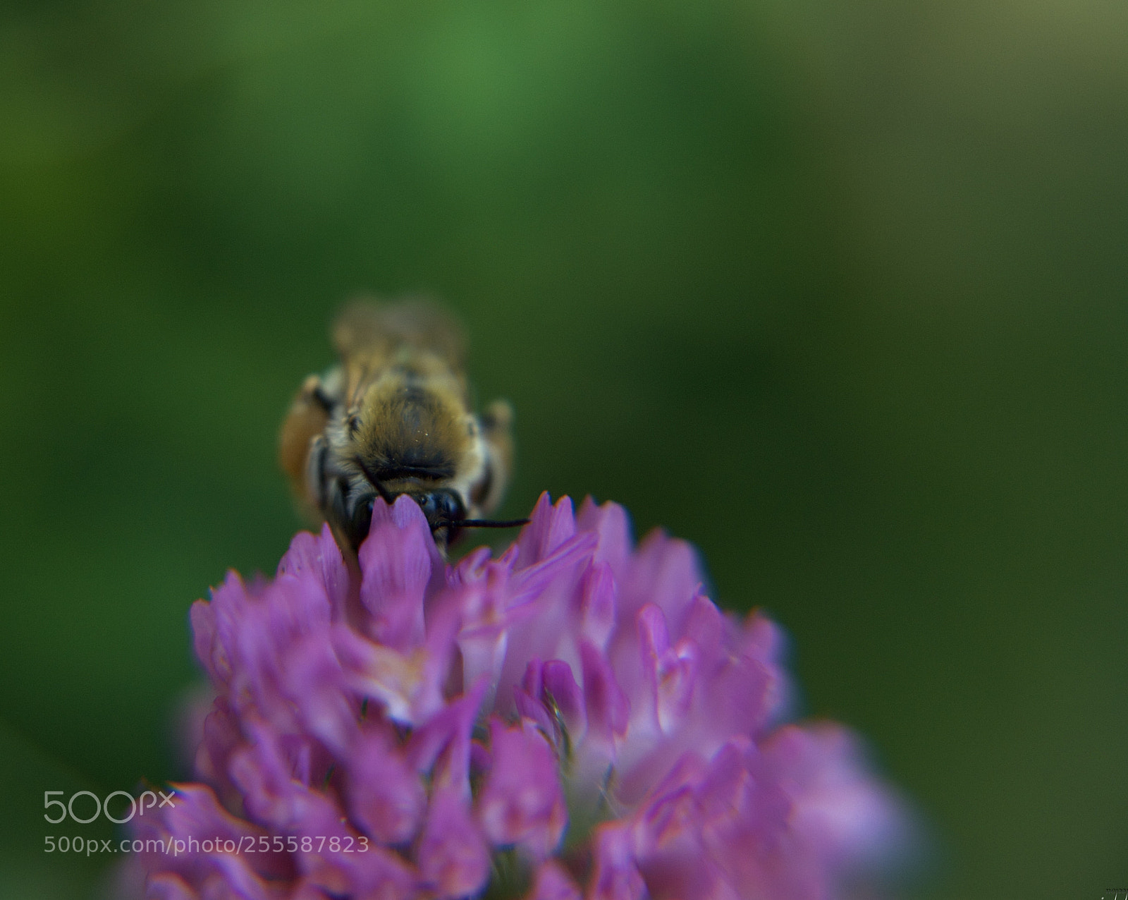 Nikon D3100 sample photo. Face-to-face with bee... photography