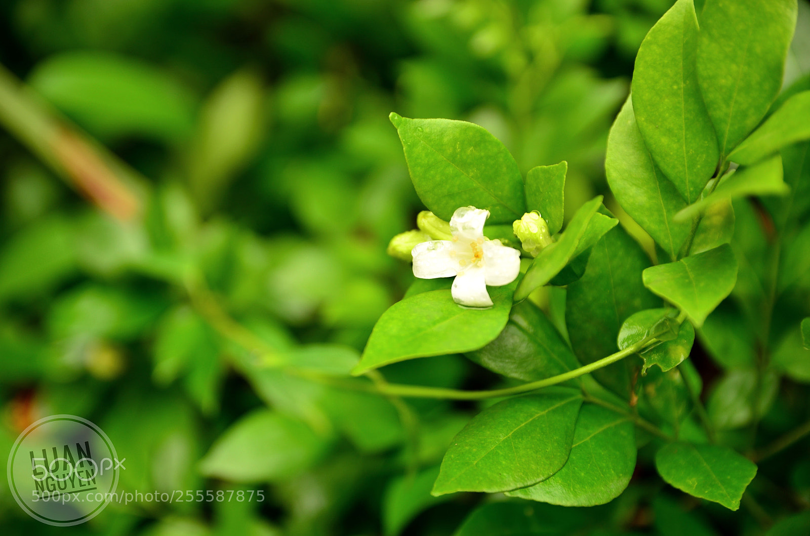 Nikon D7000 sample photo. Little flower photography