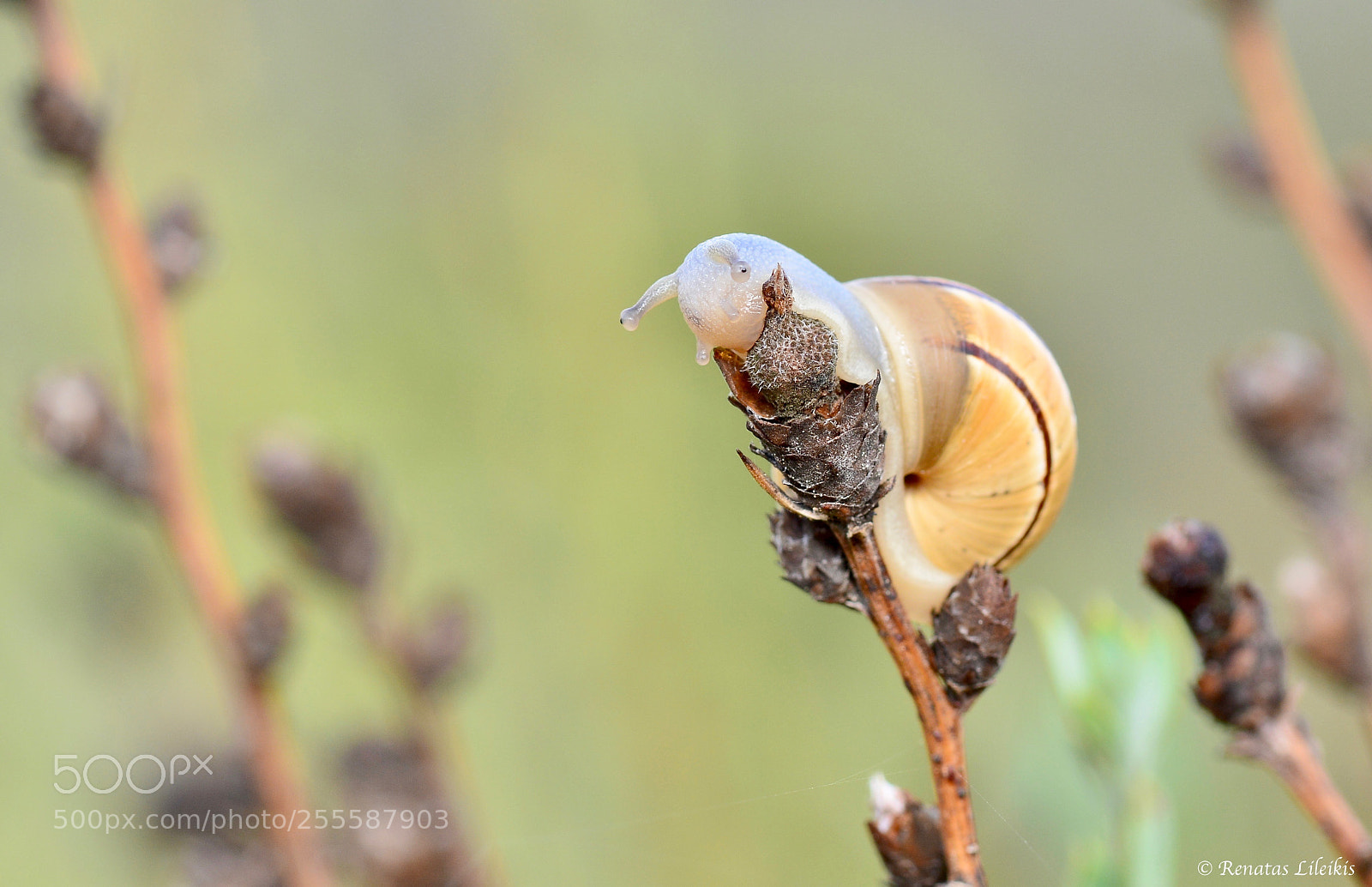 Nikon D7100 sample photo. Snail photography