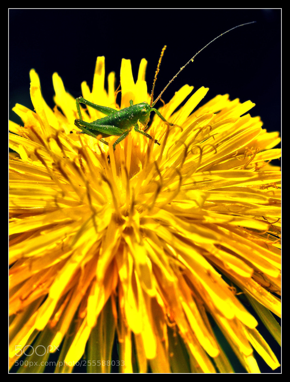 Olympus OM-D E-M1 Mark II sample photo. Grüner winzling photography