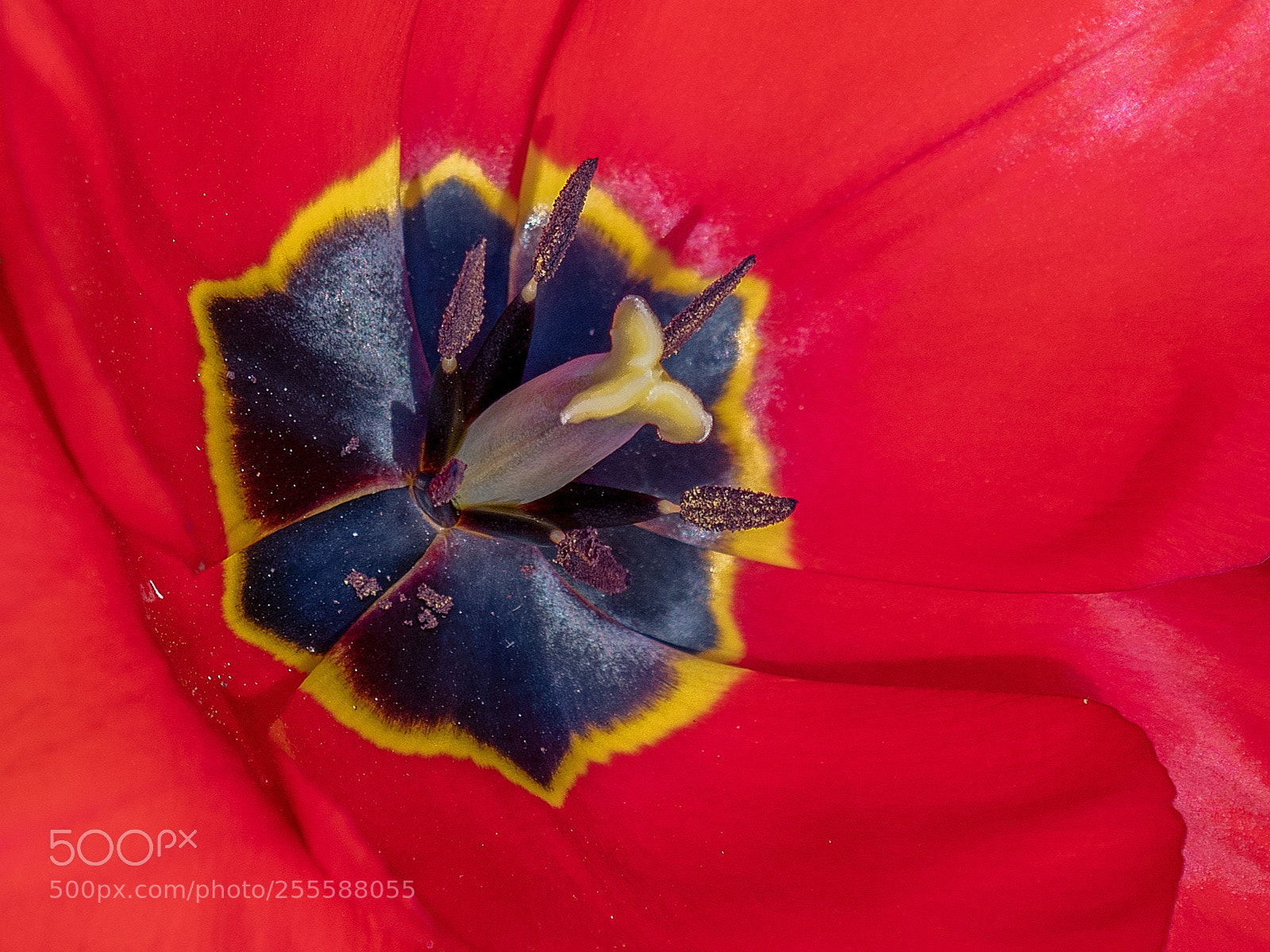 Nikon D500 sample photo. Tulp photography