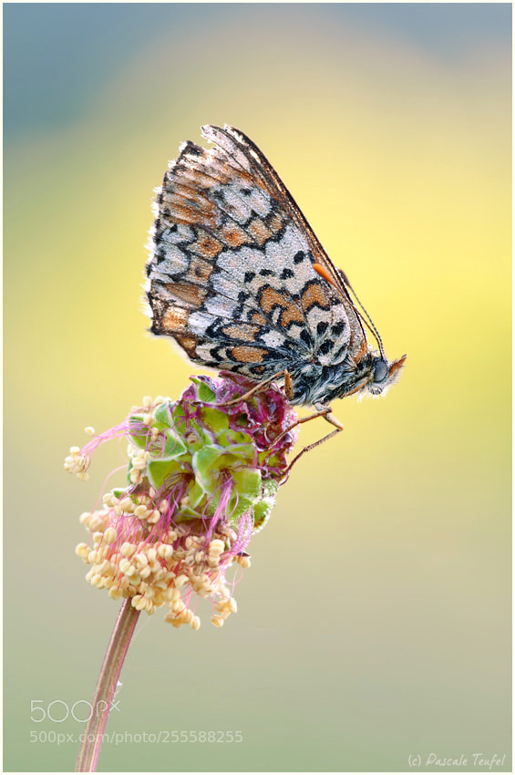 Nikon D5000 sample photo. Happiness is a butterfly photography