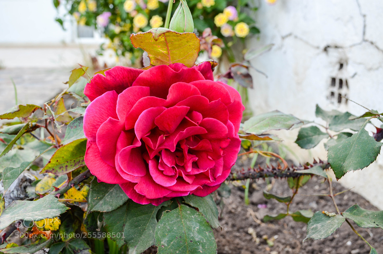 Nikon D5100 sample photo. Flower photography