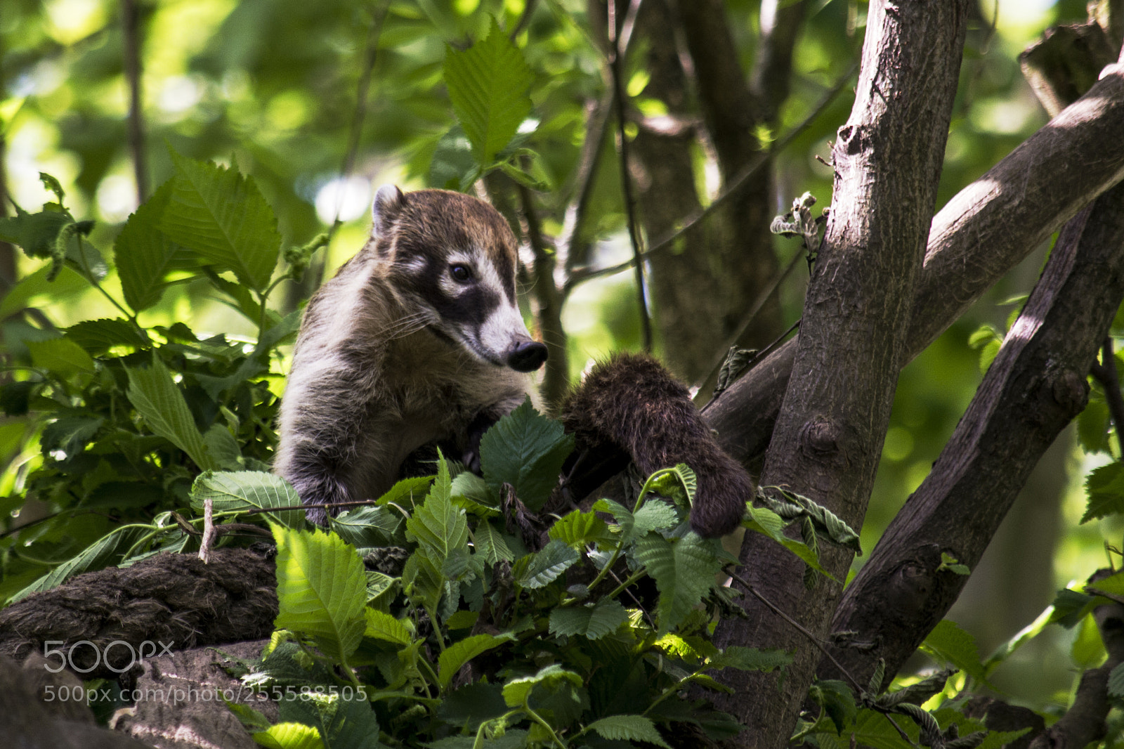 Nikon D3100 sample photo. White-nosed coati (nasua narica) photography