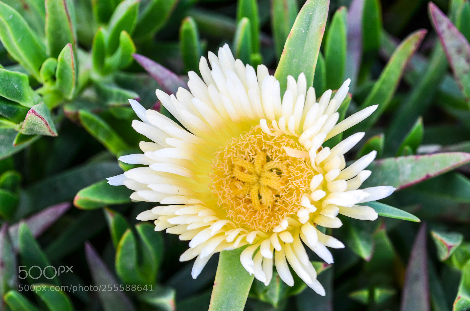 Nikon D5100 sample photo. Untitled photography