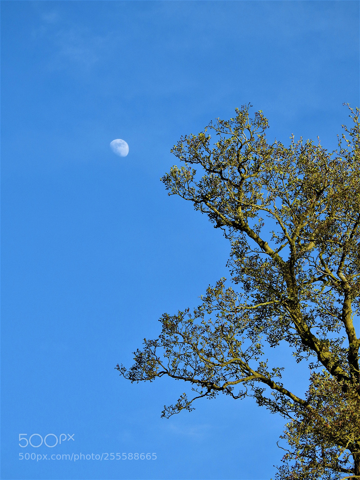 Nikon Coolpix P900 sample photo. "still here" photography