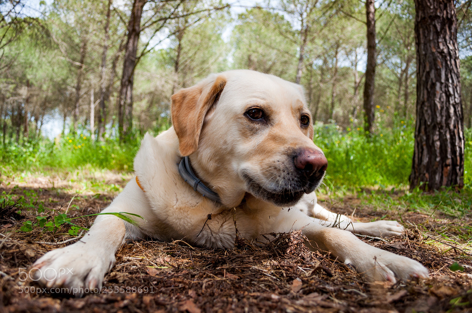 Nikon D90 sample photo. Dog in wood photography