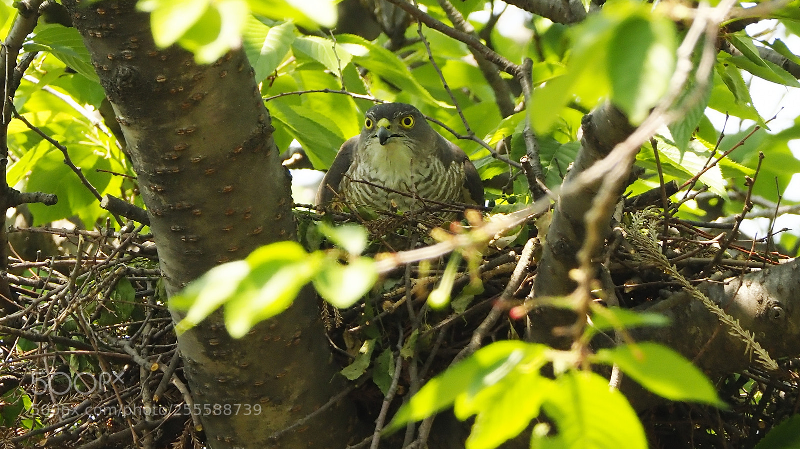 Olympus OM-D E-M1 Mark II sample photo. Watch around photography