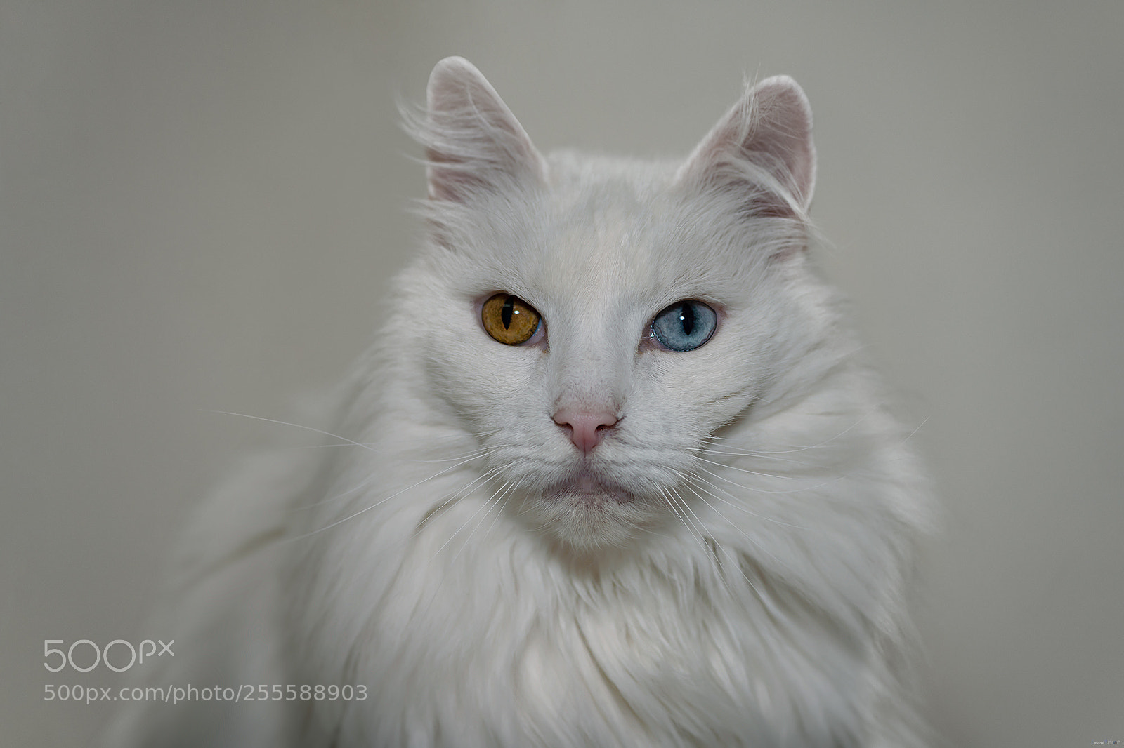 Nikon D850 sample photo. Norwegian forest cat. photography