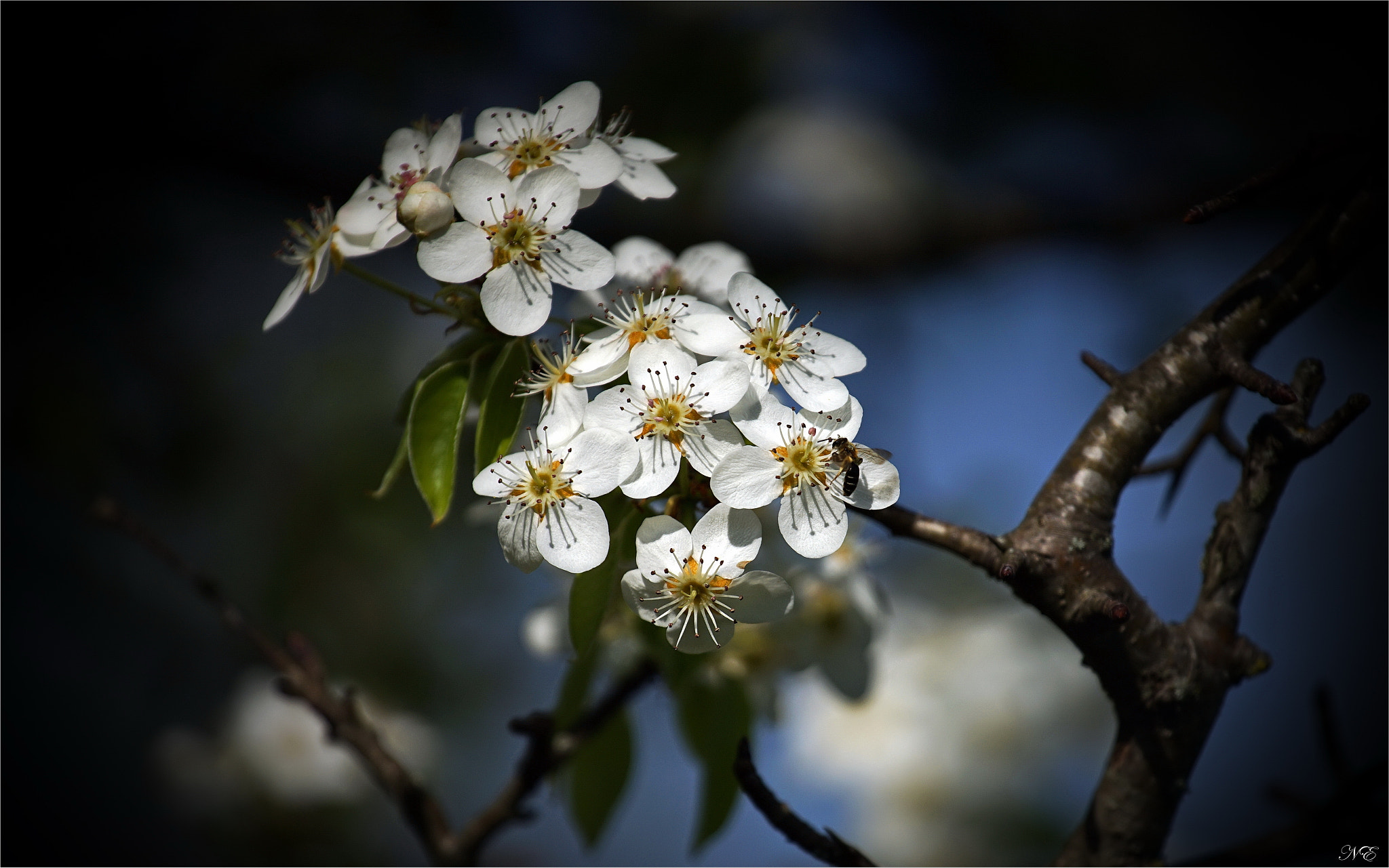 Tamron 18-270mm F3.5-6.3 Di II PZD sample photo. Апрель photography