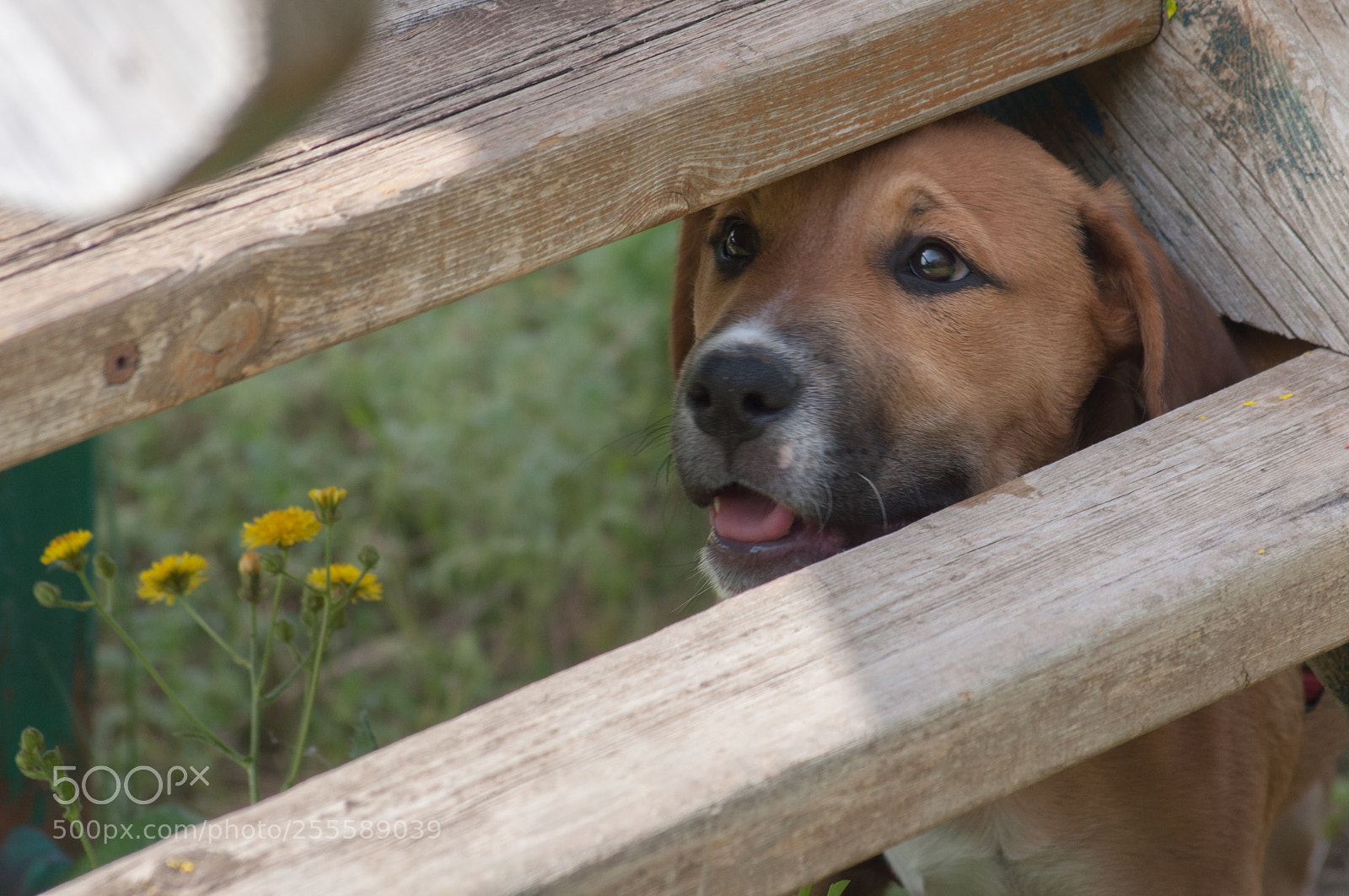 Nikon D90 sample photo. Dog photography