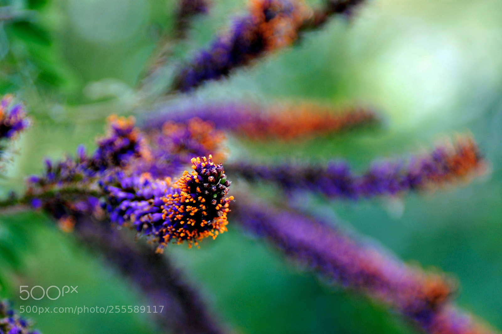 Nikon D90 sample photo. An explosion of colors photography