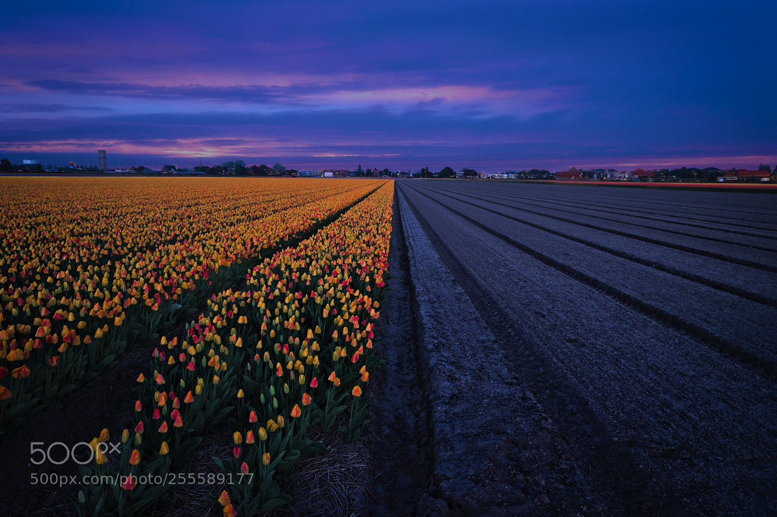 Sony a7 II sample photo. Half-field lisse photography