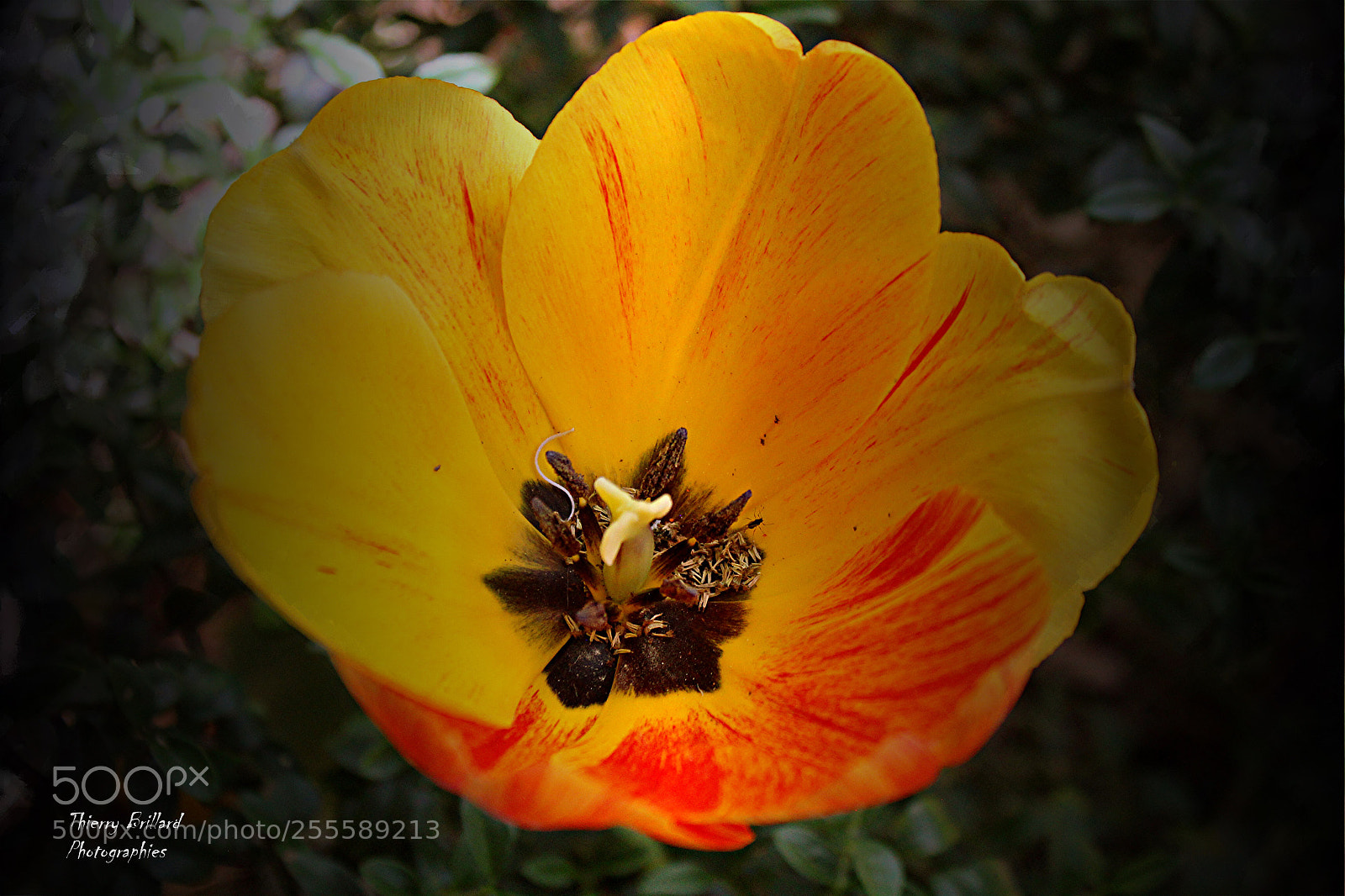 Canon EOS 600D (Rebel EOS T3i / EOS Kiss X5) sample photo. Tulip photography