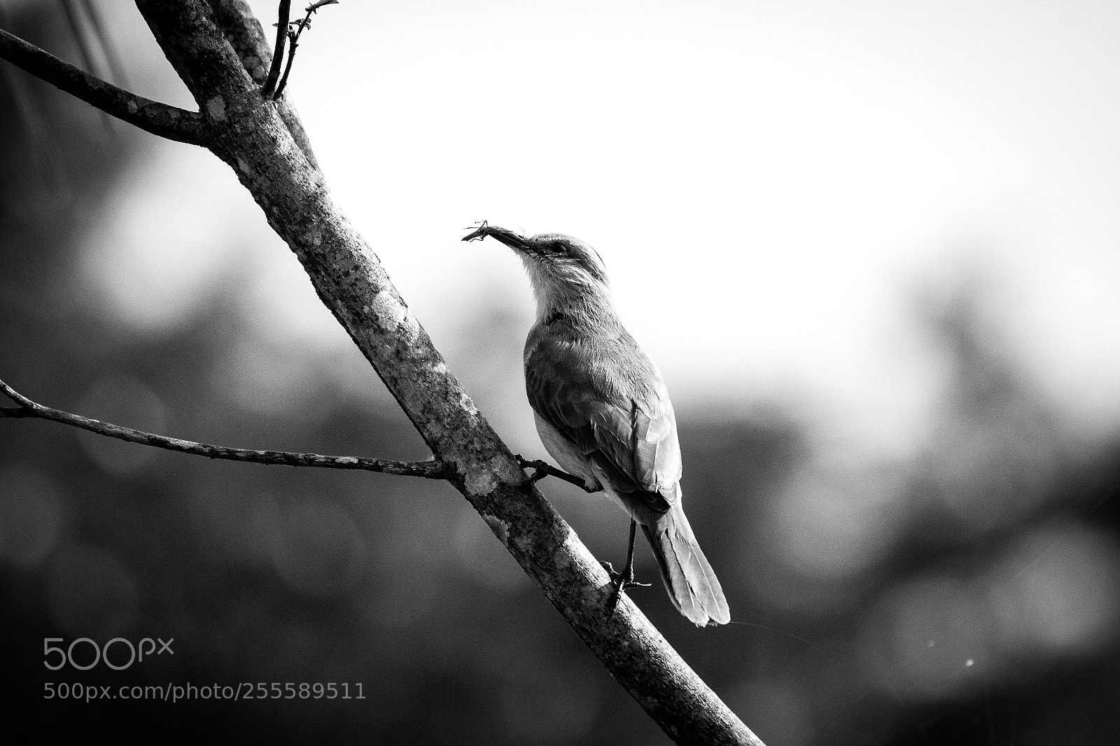 Canon EOS 7D sample photo. Nature vibes | birds photography