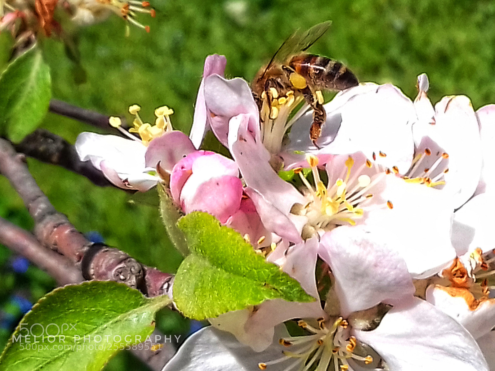 Samsung Galaxy Grand Prime sample photo. Spring photography