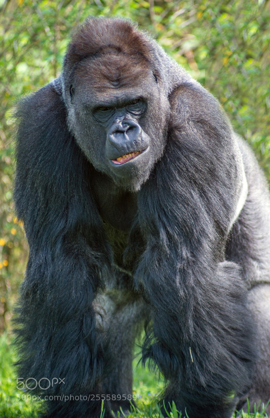 Nikon D800 sample photo. Gorilla photography