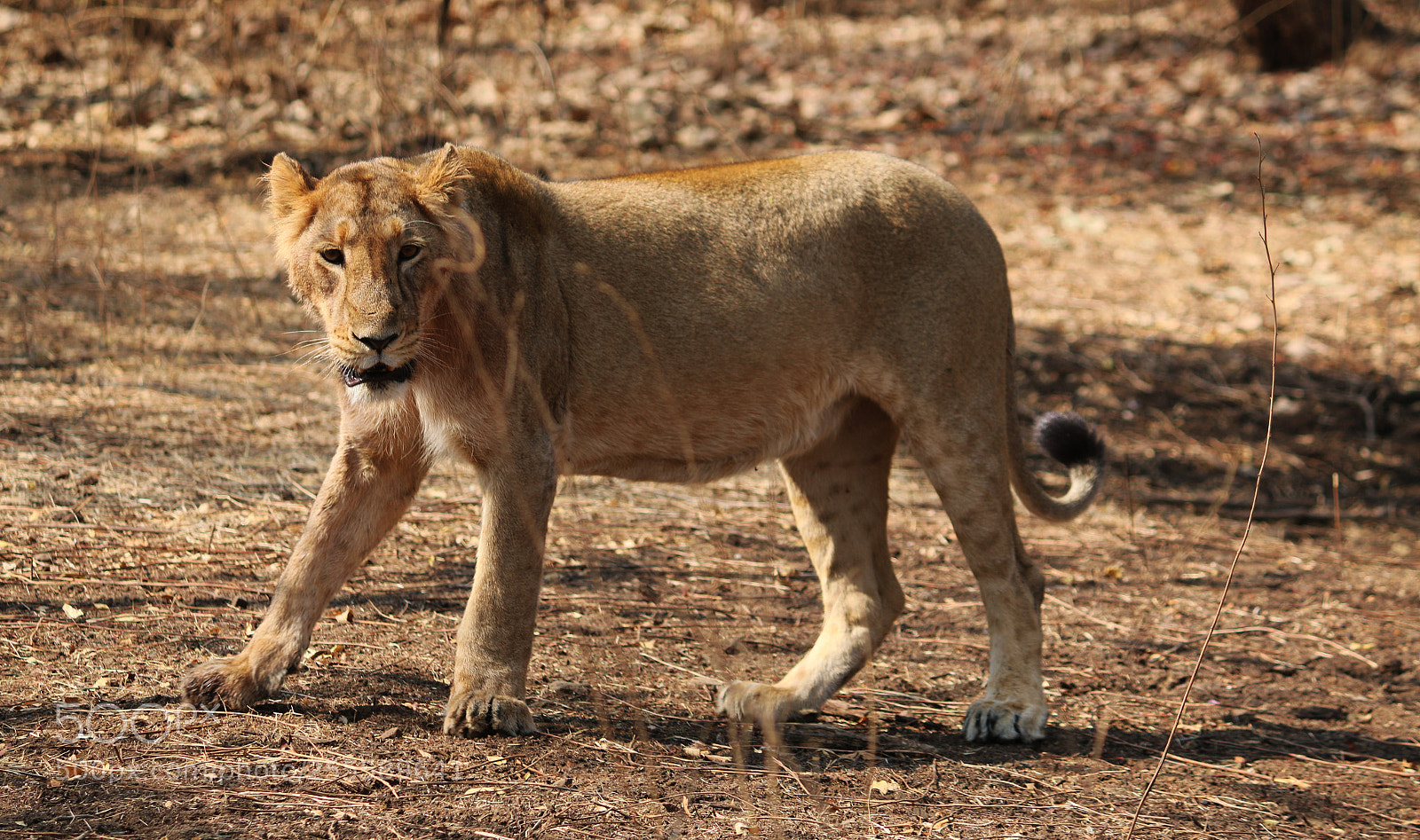 Canon EOS 70D sample photo. Asiatic lioness at sasan photography