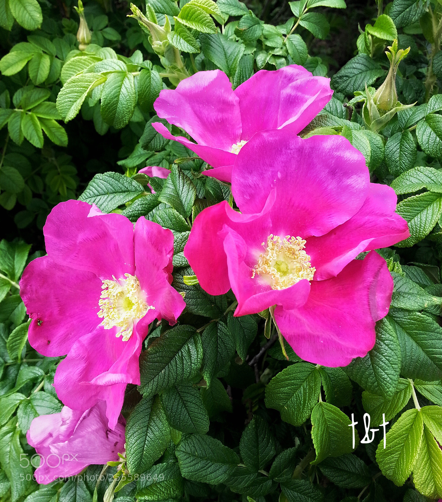 Samsung Galaxy S3 sample photo. Untitled photography