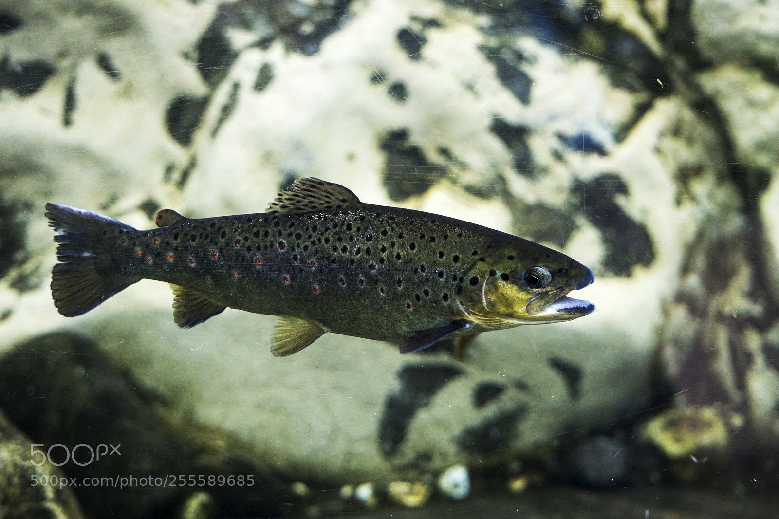 Nikon D3100 sample photo. Trout salmo trutta morpha photography